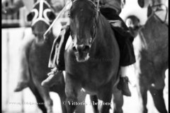 18 settembre 1994 Palio di Asti vinto da Moncalvo 
- © Vittorio Ubertone - 
www.400asa.photo - 
www.saporidelpiemonte.net