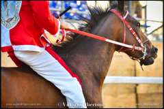 PALIO DI ASTI anno 2023 - 1 settembre 2023 piazza Alfieri Prove cavalli - fotografia di Vittorio Ubertone  https://www.400asa.photo - http://www.saporidelpiemonte.net