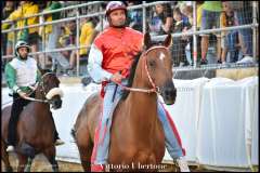 PALIO DI ASTI anno 2023 - 1 settembre 2023 piazza Alfieri Prove cavalli - fotografia di Vittorio Ubertone  https://www.400asa.photo - http://www.saporidelpiemonte.net