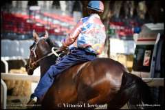 PALIO DI ASTI anno 2023 - 1 settembre 2023 piazza Alfieri Prove cavalli - fotografia di Vittorio Ubertone  https://www.400asa.photo - http://www.saporidelpiemonte.net