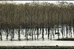 11/1994 Alluvione ad Asti e provincia © Vittorio Ubertone - www.400asa.photo - 
www.saporidelpiemonte.net