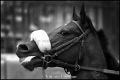 Fantini e Cavalli al Palio di Asti - fotografia di Vittorio Ubertone