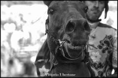 Fantini e Cavalli al Palio di Asti - fotografia di Vittorio Ubertone