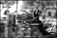 Fantini e Cavalli al Palio di Asti - fotografia di Vittorio Ubertone