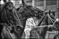 Fantini e Cavalli al Palio di Asti - fotografia di Vittorio Ubertone