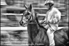 Fantini e Cavalli al Palio di Asti - fotografia di Vittorio Ubertone