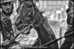 Fantini e Cavalli al Palio di Asti - fotografia di Vittorio Ubertone