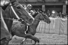 Fantini e Cavalli al Palio di Asti - fotografia di Vittorio Ubertone