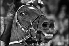 Fantini e Cavalli al Palio di Asti - fotografia di Vittorio Ubertone