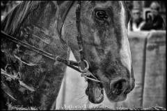 Fantini e Cavalli al Palio di Asti - fotografia di Vittorio Ubertone