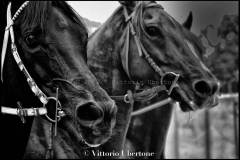 Fantini e Cavalli al Palio di Asti - fotografia di Vittorio Ubertone