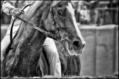 Fantini e Cavalli al Palio di Asti - fotografia di Vittorio Ubertone