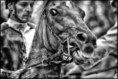 Fantini e Cavalli al Palio di Asti - fotografia di Vittorio Ubertone