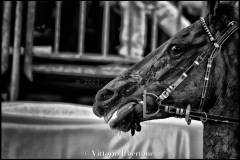 Fantini e Cavalli al Palio di Asti - fotografia di Vittorio Ubertone