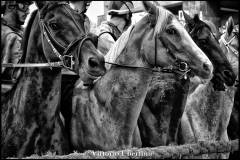 Fantini e Cavalli al Palio di Asti - fotografia di Vittorio Ubertone