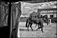 Fantini e Cavalli al Palio di Asti - fotografia di Vittorio Ubertone