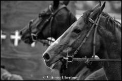 Fantini e Cavalli al Palio di Asti - fotografia di Vittorio Ubertone