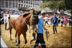 PALIO DI ASTI anno 2024 - 1 settembre 2024 le batterie e la finale - fotografia di Vittorio Ubertone  https://www.400asa.photo - https://www.saporidelpiemonte.net