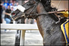 PALIO DI ASTI anno 2024 - 1 settembre 2024 le batterie e la finale - fotografia di Vittorio Ubertone  https://www.400asa.photo - https://www.saporidelpiemonte.net