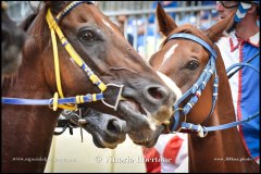 PALIO DI ASTI anno 2024 - 31 agosto 2024 piazza Alfieri Prove generali del Palio - fotografia di Vittorio Ubertone  https://www.400asa.photo - https://www.saporidelpiemonte.net