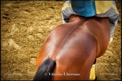 PALIO DI ASTI anno 2024 - 31 agosto 2024 piazza Alfieri Prove generali del Palio - fotografia di Vittorio Ubertone  https://www.400asa.photo - https://www.saporidelpiemonte.net