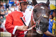 PALIO DI ASTI anno 2024 - 31 agosto 2024 piazza Alfieri Prove generali del Palio - fotografia di Vittorio Ubertone  https://www.400asa.photo - https://www.saporidelpiemonte.net