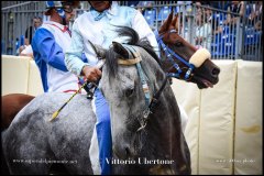 PALIO DI ASTI anno 2024 - 31 agosto 2024 piazza Alfieri Prove generali del Palio - fotografia di Vittorio Ubertone  https://www.400asa.photo - https://www.saporidelpiemonte.net