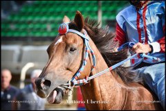 PALIO DI ASTI anno 2024 - 31 agosto 2024 piazza Alfieri Prove generali del Palio - fotografia di Vittorio Ubertone  https://www.400asa.photo - https://www.saporidelpiemonte.net