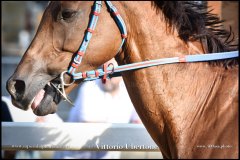 PALIO DI ASTI anno 2024 - 31 agosto 2024 piazza Alfieri Prove generali del Palio - fotografia di Vittorio Ubertone  https://www.400asa.photo - https://www.saporidelpiemonte.net