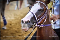 PALIO DI ASTI anno 2024 - 31 agosto 2024 piazza Alfieri Prove generali del Palio - fotografia di Vittorio Ubertone  https://www.400asa.photo - https://www.saporidelpiemonte.net