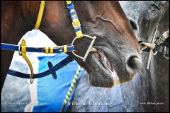 PALIO DI ASTI anno 2024 - 31 agosto 2024 piazza Alfieri Prove generali del Palio - fotografia di Vittorio Ubertone  https://www.400asa.photo - https://www.saporidelpiemonte.net