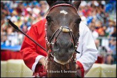 PALIO DI ASTI anno 2024 - 31 agosto 2024 piazza Alfieri Prove generali del Palio - fotografia di Vittorio Ubertone  https://www.400asa.photo - https://www.saporidelpiemonte.net