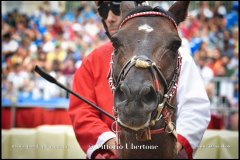 PALIO DI ASTI anno 2024 - 31 agosto 2024 piazza Alfieri Prove generali del Palio - fotografia di Vittorio Ubertone  https://www.400asa.photo - https://www.saporidelpiemonte.net