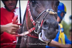 PALIO DI ASTI anno 2024 - 31 agosto 2024 piazza Alfieri Prove generali del Palio - fotografia di Vittorio Ubertone  https://www.400asa.photo - https://www.saporidelpiemonte.net