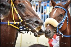 PALIO DI ASTI anno 2024 - 31 agosto 2024 piazza Alfieri Prove generali del Palio - fotografia di Vittorio Ubertone  https://www.400asa.photo - https://www.saporidelpiemonte.net