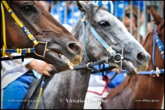 PALIO DI ASTI anno 2024 - 31 agosto 2024 piazza Alfieri Prove generali del Palio - fotografia di Vittorio Ubertone  https://www.400asa.photo - https://www.saporidelpiemonte.net