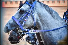 PALIO DI ASTI anno 2024 - 30 agosto 2024 piazza Alfieri Prove cavalli - fotografia di Vittorio Ubertone  https://www.400asa.photo - https:/www.www.saporidelpiemonte.net