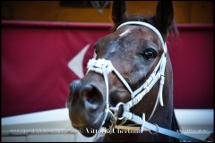 PALIO DI ASTI anno 2024 - 30 agosto 2024 piazza Alfieri Prove cavalli - fotografia di Vittorio Ubertone  https://www.400asa.photo - https:/www.www.saporidelpiemonte.net