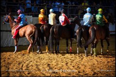 PALIO DI ASTI anno 2024 - 30 agosto 2024 piazza Alfieri Prove cavalli - fotografia di Vittorio Ubertone  https://www.400asa.photo - https:/www.www.saporidelpiemonte.net