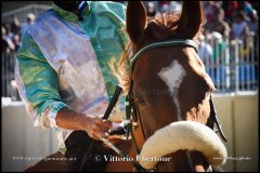 PALIO DI ASTI anno 2024 - 30 agosto 2024 piazza Alfieri Prove cavalli - fotografia di Vittorio Ubertone  https://www.400asa.photo - https:/www.www.saporidelpiemonte.net