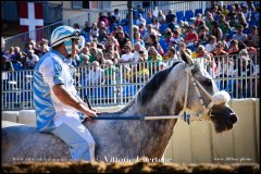 PALIO DI ASTI anno 2024 - 30 agosto 2024 piazza Alfieri Prove cavalli - fotografia di Vittorio Ubertone  https://www.400asa.photo - https:/www.www.saporidelpiemonte.net