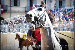 PALIO DI ASTI anno 2024 - 30 agosto 2024 piazza Alfieri Prove cavalli - fotografia di Vittorio Ubertone  https://www.400asa.photo - https:/www.www.saporidelpiemonte.net