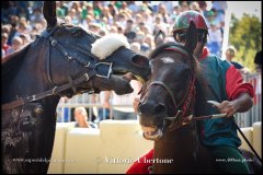 PALIO DI ASTI anno 2024 - 30 agosto 2024 piazza Alfieri Prove cavalli - fotografia di Vittorio Ubertone  https://www.400asa.photo - https:/www.www.saporidelpiemonte.net