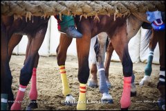 PALIO DI ASTI anno 2024 - 30 agosto 2024 piazza Alfieri Prove cavalli - fotografia di Vittorio Ubertone  https://www.400asa.photo - https:/www.www.saporidelpiemonte.net