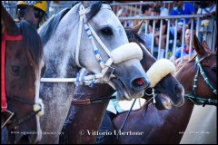 PALIO DI ASTI anno 2024 - 30 agosto 2024 piazza Alfieri Prove cavalli - fotografia di Vittorio Ubertone  https://www.400asa.photo - https:/www.www.saporidelpiemonte.net