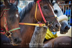 PALIO DI ASTI anno 2024 - 30 agosto 2024 piazza Alfieri Prove cavalli - fotografia di Vittorio Ubertone  https://www.400asa.photo - https:/www.www.saporidelpiemonte.net