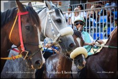 PALIO DI ASTI anno 2024 - 30 agosto 2024 piazza Alfieri Prove cavalli - fotografia di Vittorio Ubertone  https://www.400asa.photo - https:/www.www.saporidelpiemonte.net