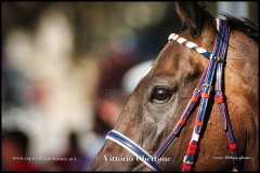 PALIO DI ASTI anno 2024 - 30 agosto 2024 piazza Alfieri Prove cavalli - fotografia di Vittorio Ubertone  https://www.400asa.photo - https:/www.www.saporidelpiemonte.net