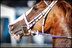 PALIO DI ASTI anno 2024 - 30 agosto 2024 piazza Alfieri Prove cavalli - fotografia di Vittorio Ubertone  https://www.400asa.photo - https:/www.www.saporidelpiemonte.net