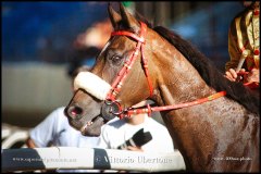 PALIO DI ASTI anno 2024 - 30 agosto 2024 piazza Alfieri Prove cavalli - fotografia di Vittorio Ubertone  https://www.400asa.photo - https:/www.www.saporidelpiemonte.net